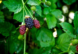 IMG 8188