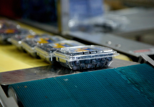 Blueberry Packing